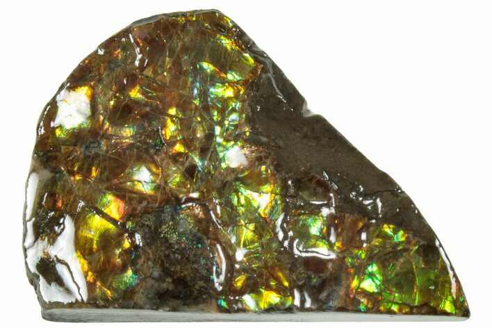 Iridescent Ammolite (Fossil Ammonite Shell) - Alberta #236457
